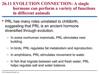  PRL has many roles unrelated to childbirth,
suggesting that PRL is an ancient hormone
diversified through evolution.
– In some nonhuman mammals, PRL stimulates nest
building.
– In birds, PRL regulates fat metabolism and reproduction.
– In amphibians, PRL stimulates movement to water.
– In fish that migrate between salt and fresh water, PRL
helps regulate salt and water balance.
26.11 EVOLUTION CONNECTION: A single
hormone can perform a variety of functions
in different animals
© 2012 Pearson Education, Inc.
 