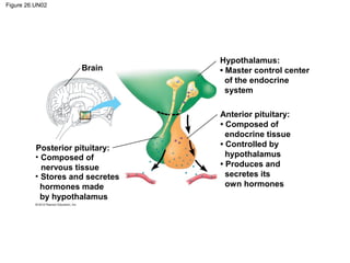 Figure 26.UN02
Brain
Hypothalamus:
• Master control center
of the endocrine
system
Anterior pituitary:
• Composed of
endocrine tissue
• Controlled by
hypothalamus
• Produces and
secretes its
own hormones
Posterior pituitary:
• Composed of
nervous tissue
• Stores and secretes
hormones made
by hypothalamus
 