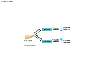 Figure 26.UN03
Pancreas Glucagon
Insulin
Causes
Causes Glucose
in blood
Glucose
in blood
Releases
Releases
 