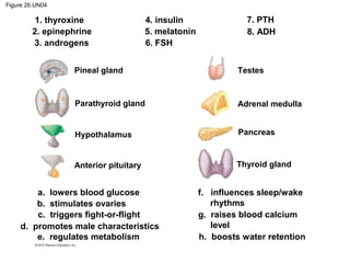 Figure 26.UN04
Testes
Adrenal medulla
Pancreas
Thyroid gland
Pineal gland
Parathyroid gland
Hypothalamus
Anterior pituitary
1. thyroxine
2. epinephrine
3. androgens
4. insulin
5. melatonin
6. FSH
7. PTH
8. ADH
a. lowers blood glucose
b. stimulates ovaries
f. influences sleep/wake
rhythms
d. promotes male characteristics
e. regulates metabolism
g. raises blood calcium
level
h. boosts water retention
c. triggers fight-or-flight
 