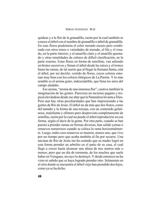 SERGIO GONZÁLEZ RUIZ
48
quídeas y a la flor de la granadilla, razón por la cual también se
conoce el árbol con el nombre de granadillo o árbol de granadilla.
En esas flores predomina el color morado oscuro pero combi-
nado con otros tonos o variedades de morado, el lila y el rosa-
do, en la parte interior; y el amarillo claro y el amarillo quema-
do y otras tonalidades de colores de difícil clasificación, en la
parte externa. Estas flores en forma de ramillete, van saliendo
en brotes sucesivos y llenan el árbol desde las raíces y el tronco
hasta las ramas, de tal suerte que al llegar la Semana Santa, está
el árbol, por así decirlo, vestido de flores, cuyos colores ento-
nan muy bien con los colores litúrgicos de La Pasión. Y lo más
notable es el aroma grato, indescriptible, que llena los aires del
campo aledaño.
Ese aroma, “aroma de una inmensa flor”, cautiva también la
imaginación de las gentes. Pareciera un incienso pagano y tro-
pical elevándose desde ese altar que la Naturaleza levanta a Dios.
Pero aun hay otras peculiaridades que han impresionado a las
gentes de Río de Jesús. El árbol no da más que dos frutos, como
del tamaño y la forma de una toronja, con un contenido gelati-
noso, maloliente y efímero pero desprovisto completamente de
semillas, razón por la cual no puede el árbol reproducirse en esa
forma, según el decir de la gente. Por otra parte, cuando se han
puesto a prender ramas en formas diversas, han salido yemas o
renuevos numerosos cuando se coloca la rama horizontalmen-
te. Luego, todos esos renuevos se mueren, menos uno, que vive
por un tiempo pero que acaba también al fin por secarse. Una
anciana de Río de Jesús me ha contado que su madre logró en
esta forma prender un arbolito en el patio de su casa, el cual
llegó a crecer hasta alcanzar una altura de tres metros más o
menos; pero que un día de tormenta, de los muchos que suele
haber en Veraguas, un rayo lo destruyó. Y desde entonces no ha
visto ni sabido que se haya logrado prender otro. Solamente en
el sitio donde se encuentra el árbol viejo han prendido dos hijos,
como ya se ha dicho.
 