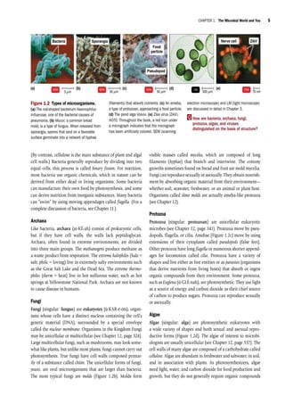 Microbiology an Introduction 13th Edition PDF Textbook | PDF