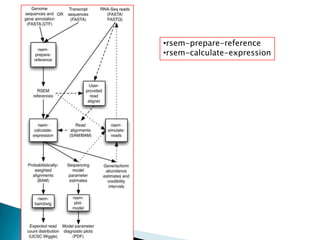 •rsem-prepare-reference
•rsem-calculate-expression

 
