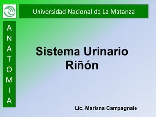 Universidad Nacional de La Matanza

A
N
A   Sistema Urinario
T
O        Riñón
M
I
A
                  Lic. Mariana Campagnale
 