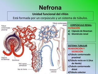 Nefrona
              Unidad funcional del riñón
Está formada por un corpúsculo y un sistema de túbulos.

                                           CORPÚSCULO RENAL:
                                        FILTRACIÓN
                                        a) Cápsula de Bowman
                                        b) Glomérulo renal



                                        SISTEMA TUBULAR
                                        REABSORCIÓN Y
                                            SECRECIÓN
                                        a)Túbulo contorneado
                                            proximal
                                        b)Túbulo recto en U (Asa
                                            de Henle)
                                        c)Tubulo contorneado
                                            distal
                                        d)Túbulo colector
 