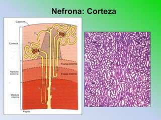 Nefrona: Corteza
 