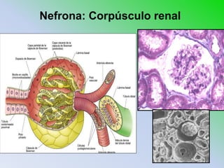 Nefrona: Corpúsculo renal
 