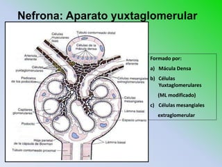 Nefrona: Aparato yuxtaglomerular


                       Formado por:
                       a) Mácula Densa
                       b) Células
                          Yuxtaglomerulares
                          (ML modificado)
                       c) Células mesangiales
                          extraglomerular
 