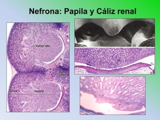 Nefrona: Papila y Cáliz renal
 