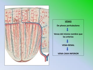 VENAS
  De plexos peritubulares


Venas del mismo nombre que
         las arterias


       VENA RENAL


   VENA CAVA INFERIOR
 