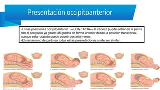 Loa Roa Trabajo de parto obstetricia | PPTX