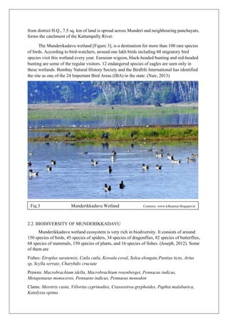 from district H.Q., 7.5 sq. km of land is spread across Munderi and neighbouring panchayats,
forms the catchment of the Kattampally River.
The Munderikadavu wetland [Figure 3], is a destination for more than 100 rare species
of birds. According to bird-watchers, around one lakh birds including 60 migratory bird
species visit this wetland every year. Eurasian wigeon, black-headed bunting and red-headed
bunting are some of the regular visitors. 12 endangered species of eagles are seen only in
these wetlands. Bombay Natural History Society and the Birdlife International has identified
the site as one of the 24 Important Bird Areas (IBA) in the state. (Nair, 2013)
2.2. BIODIVERSITY OF MUNDERIKKADAVU
Munderikkadavu wetland ecosystem is very rich in biodiversity. It consists of around
150 species of birds, 45 species of spiders, 34 species of dragonflies, 82 species of butterflies,
68 species of mammals, 150 species of plants, and 16 species of fishes. (Joseph, 2012). Some
of them are
Fishes: Etroplus suratensis, Catla catla, Kowala coval, Solea elongate,Puntius ticto, Arius
sp, Scylla serrate, Charybdis cruciate
Prawns: Macrobrachium idella, Macrobrachium rosenbergei, Pennacus indicus,
Metapenaeus monoceros, Pennaens indicus, Pennaeus monodon
Clams: Meretrix casta, Villorita cyprinodies, Crassostrea gryphoides, Paphia malabarica,
Katalysia opima
Fig.3 Munderikkadavu Wetland Courtesy: www.k4kannur.blogspot.in
 
