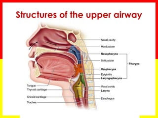 Structures of the upper airway
 