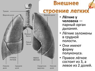 Внешнее строение легких Лёгкие у человека — парный орган дыхания. Лёгкие заложены в грудной полости. Они имеют форму полуконуса.Правое лёгкое состоит из 3, а левое из 2 долей.