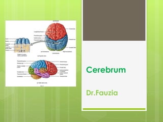 Cerebrum Dr.Fauzia 