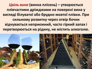 Цвіль вина (винна плісень) – утворюється 
плівчастими дріжджами на поверхні вина у 
вигляді білуватої або брудно-жовтої плівки. При 
сильному розвитку через отвір бочки 
відчувається неприємний, часто гіркий запах і 
перетворюється на рідину, не містить алкоголю. 
 