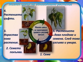 27. Жизнени процеси при растенията и животните, Обобщение - ЧП, 4 клас, Булвест