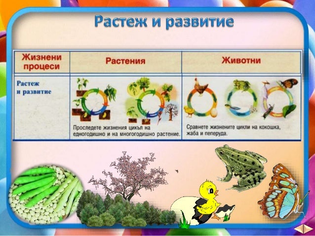 27. Жизнени процеси при растенията и животните, Обобщение - ЧП, 4 кла…