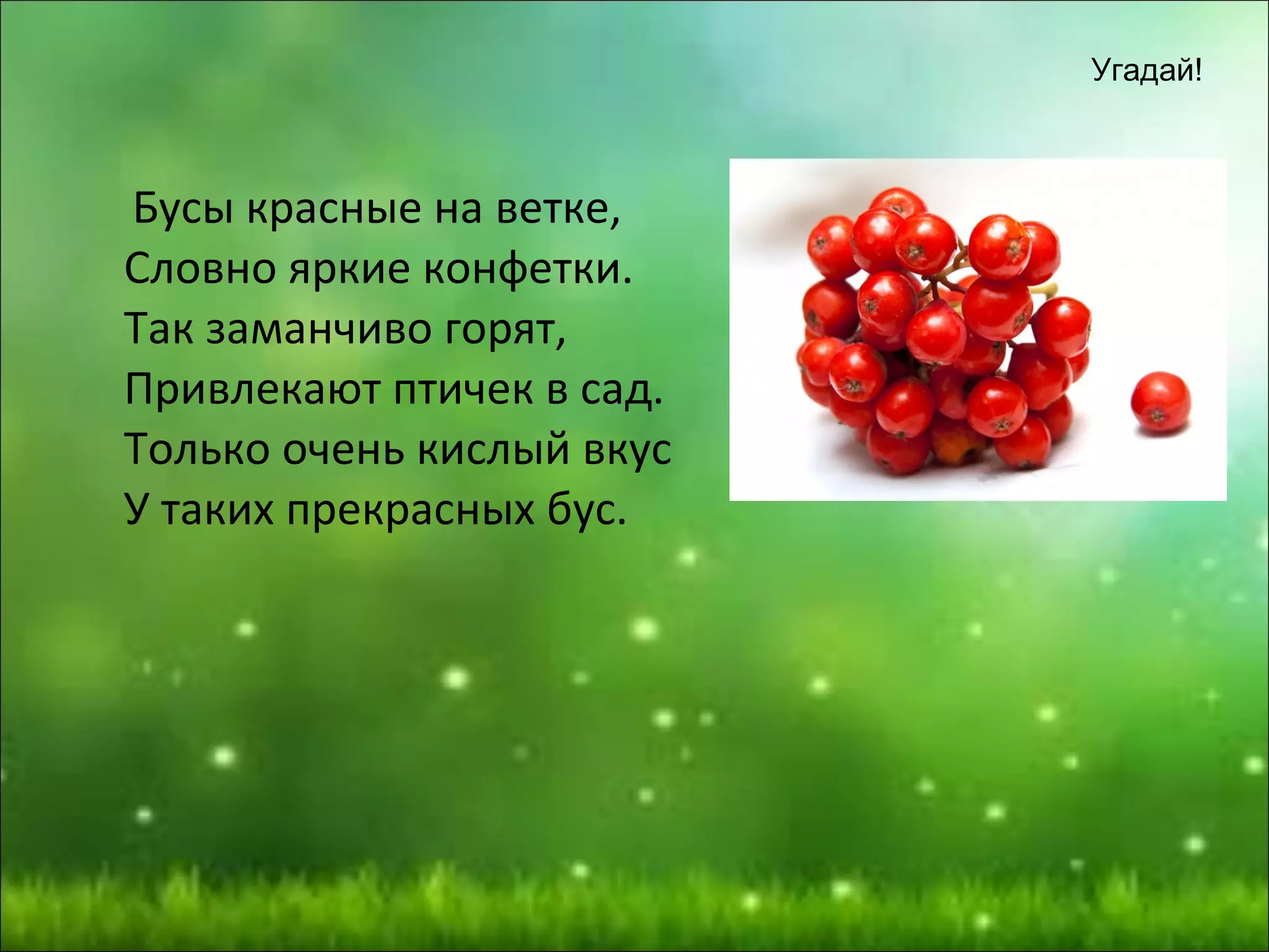 Бусы красные на ветке,
Словно яркие конфетки.
Так заманчиво горят,
Привлекают птичек в сад.
Только очень кислый вкус
У таких прекрасных бус.
Угадай!
 