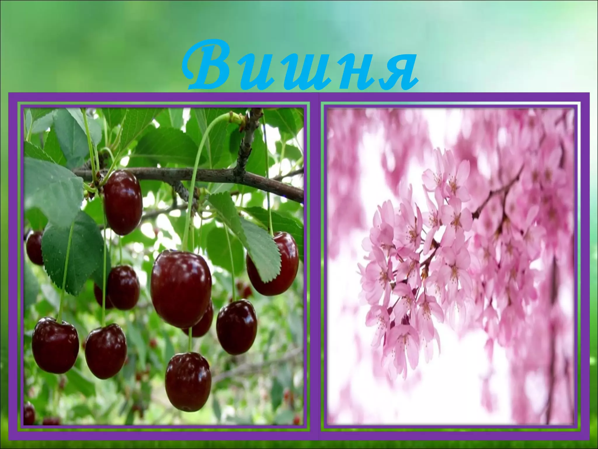 Вишня
 