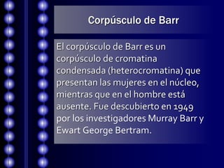 Corpúsculo de Barr
El corpúsculo de Barr es un
corpúsculo de cromatina
condensada (heterocromatina) que
presentan las muje...