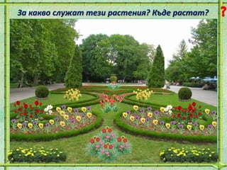 За какво служат тези растения? Къде растат?
 
