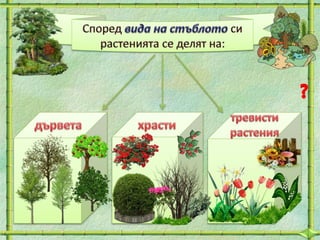 27. Разнообразният свят на растенията. Опити с растения - ОС, 2 клас - В. П.
