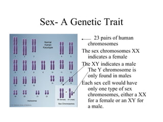 27:1 The Role of chromosomes | PPT