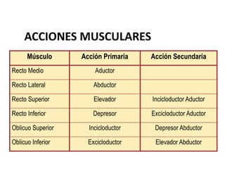 ACCIONES MUSCULARES
Músculo Acción Primaria Acción Secundaria
Recto Medio Aductor
Recto Lateral Abductor
Recto Superior Elevador Incicloductor Aductor
Recto Inferior Depresor Excicloductor Aductor
Oblicuo Superior Incicloductor Depresor Abductor
Oblicuo Inferior Excicloductor Elevador Abductor
 
