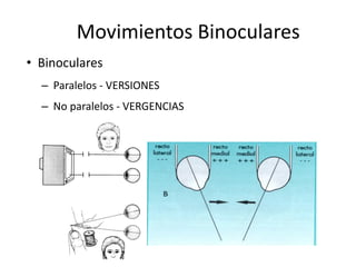 Movimientos Binoculares
• Binoculares
– Paralelos - VERSIONES
– No paralelos - VERGENCIAS
 