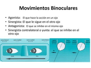 • Agonista: El que hace la acción en un ojo
• Sinergista: El que le sigue en el otro ojo
• Antagonista: El que se inhibe en el mismo ojo
• Sinergista contralateral o yunta: el que se inhibe en el
otro ojo
Movimientos Binoculares
 