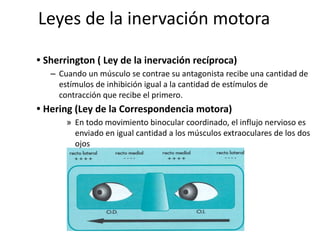 Leyes de la inervación motora
• Sherrington ( Ley de la inervación recíproca)
– Cuando un músculo se contrae su antagonista recibe una cantidad de
estímulos de inhibición igual a la cantidad de estímulos de
contracción que recibe el primero.
• Hering (Ley de la Correspondencia motora)
» En todo movimiento binocular coordinado, el influjo nervioso es
enviado en igual cantidad a los músculos extraoculares de los dos
ojos
 