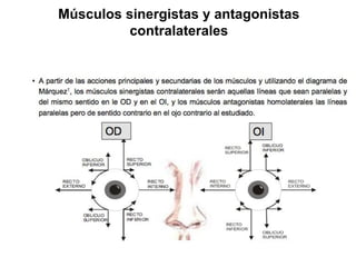 Músculos sinergistas y antagonistas
contralaterales
 