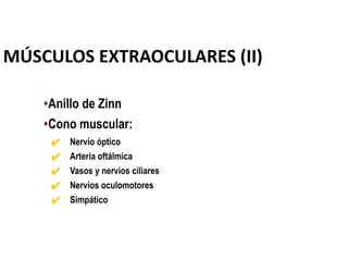MÚSCULOS EXTRAOCULARES (II)
•Anillo de Zinn
•Cono muscular:
✔ Nervio óptico
✔ Arteria oftálmica
✔ Vasos y nervios ciliares
✔ Nervios oculomotores
✔ Simpático
 