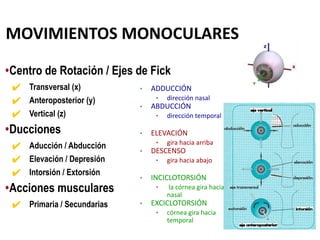 MOVIMIENTOS MONOCULARES
•Centro de Rotación / Ejes de Fick
✔ Transversal (x)
✔ Anteroposterior (y)
✔ Vertical (z)
•Ducciones
✔ Aducción / Abducción
✔ Elevación / Depresión
✔ Intorsión / Extorsión
•Acciones musculares
✔ Primaria / Secundarias
• ADDUCCIÓN
• dirección nasal
• ABDUCCIÓN
• dirección temporal
• ELEVACIÓN
• gira hacia arriba
• DESCENSO
• gira hacia abajo
• INCICLOTORSIÓN
• la córnea gira hacia
nasal
• EXCICLOTORSIÓN
• córnea gira hacia
temporal
 
