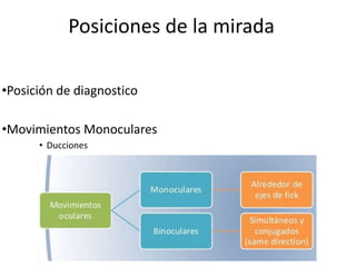 Posiciones de la mirada
•Posición de diagnostico
•Movimientos Monoculares
• Ducciones
 