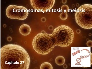 Cromosomas, mitosis y meiosis
Capitulo 27
 