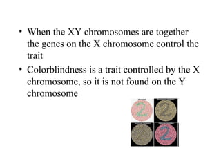 • When the XY chromosomes are together
  the genes on the X chromosome control the
  trait
• Colorblindness is a trait controlled by the X
  chromosome, so it is not found on the Y
  chromosome
 