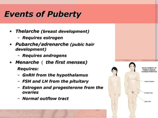 Events of Puberty Thelarche  (breast development) Requires estrogen Pubarche/adrenarche  (pubic hair development) Requires androgens Menarche （ the first menses) Requires: GnRH from the hypothalamus FSH and LH from the pituitary Estrogen and progesterone from the ovaries Normal outflow tract 