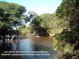 Las selvas del Ayuí están compuestas por 
especies autóctonas y típicasde este territorio. 
 