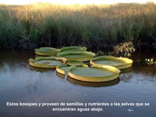 Estos bosques y proveen de semillas y nutrientes a las selvas que se 
encuentran aguas abajo. 
 