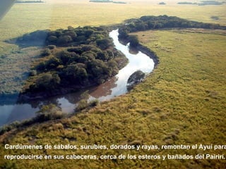 Cardúmenes de sábalos, surubíes, dorados y rayas, remontan el Ayuí para 
reproducirse en sus cabeceras, cerca de los esteros y bañados del Pairirí. 
 