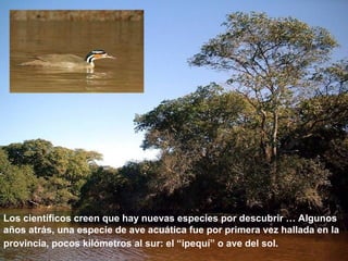 Los científicos creen que hay nuevas especies por descubrir … Algunos 
años atrás, una especie de ave acuática fue por primera vez hallada en la 
provincia, pocos kilómetros al sur: el “ipequí” o ave del sol. 
 