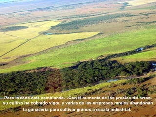 Pero la zona está cambiando…Con el aumento de los precios del arroz, 
su cultivo ha cobrado vigor, y varias de las empresas rurales abandonan 
la ganadería para cultivar granos a escala industrial. 
 