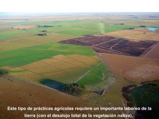 Este tipo de prácticas agrícolas requiere un importante laboreo de la 
tierra (con el desalojo total de la vegetación nativa), 
 