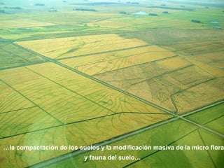 …la compactación de los suelos y la modificación masiva de la micro flora 
y fauna del suelo… 
 