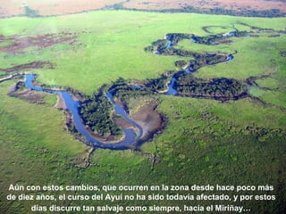 Aún con estos cambios, que ocurren en la zona desde hace poco más 
de diez años, el curso del Ayuí no ha sido todavía afectado, y por estos 
días discurre tan salvaje como siempre, hacia el Miriñay… 
 