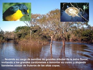 … llevando su carga de semillas de grandes árboles de la selva fluvial, 
invitando a los grandes cardúmenes a remontar su curso, y alojando 
bandadas mixtas de fruteros de las altas copas. 
 