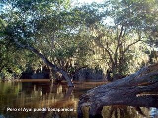 P ero el Ayuí puede desa parecer... 
 