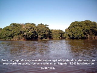 Pues un grupo de empresas del sector agrícola pretende cortar su curso 
y convertir su cauce, riberas y valle, en un lago de 11.000 hectáreas de 
superficie. 
 